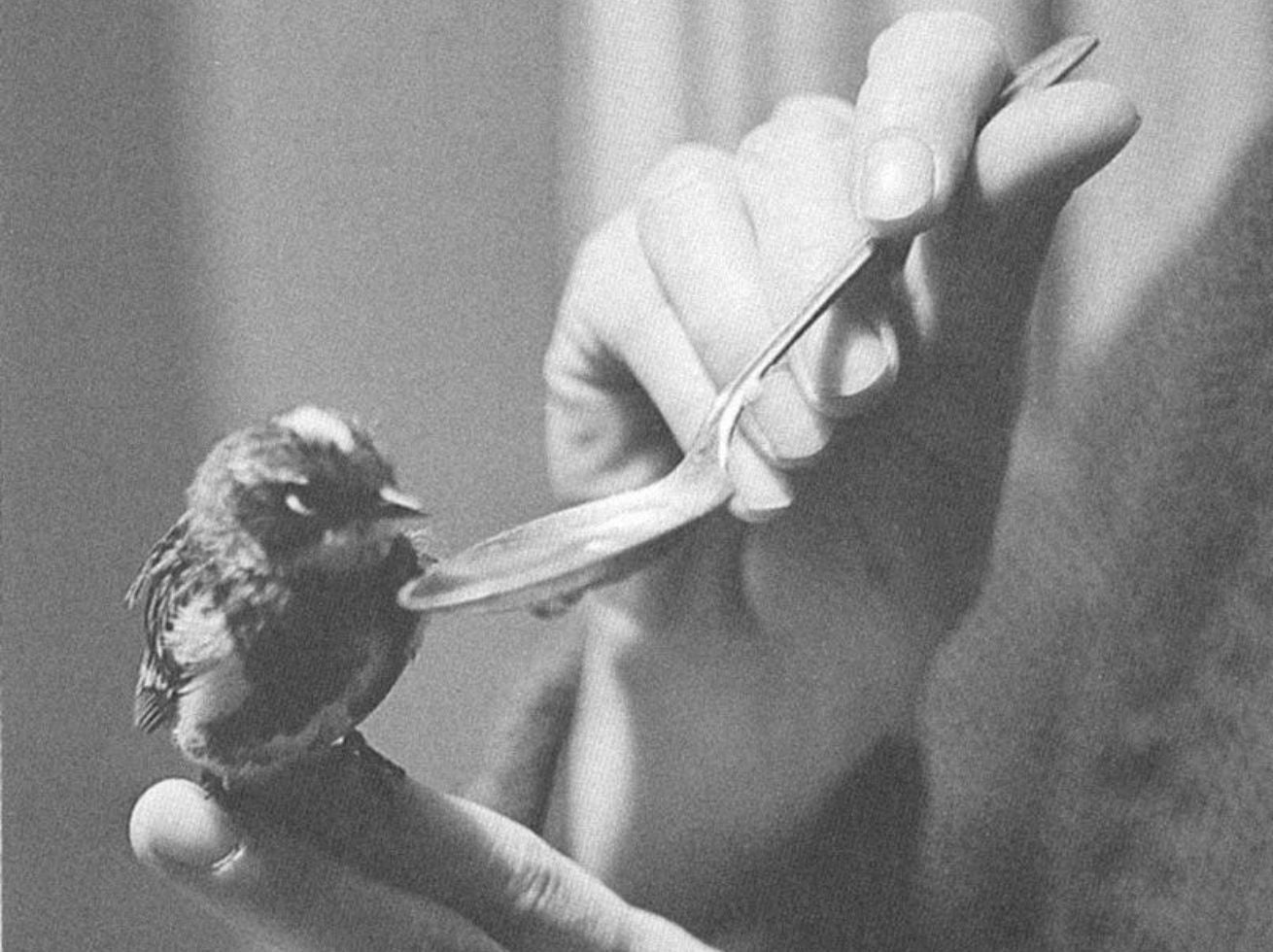 Devotions by Mary Oliver